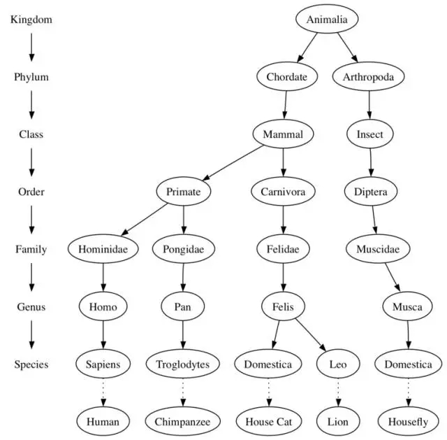 工具 | Python數據結構：樹的基本概念