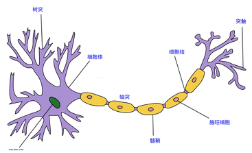 深入淺出|深度學習算法之BP神經網絡 詳細公式推導
